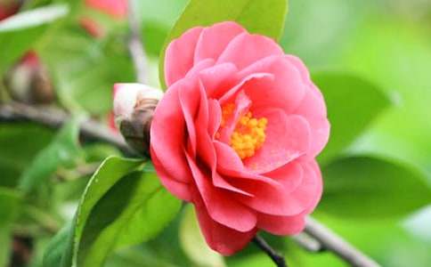 孕妇梦见山茶花