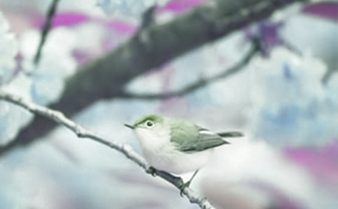 关于动植物诗词(精选20首)