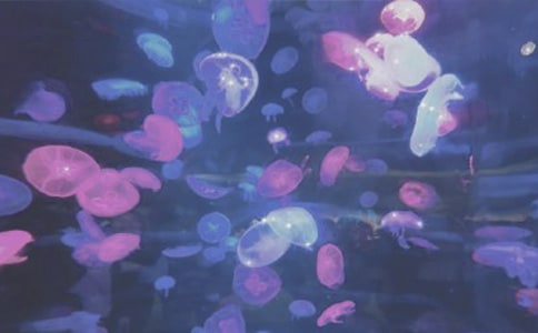 海洋公园之旅作文500字
