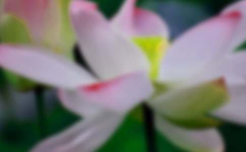 怀孕梦见荷花