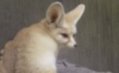 孕妇梦见狐狸