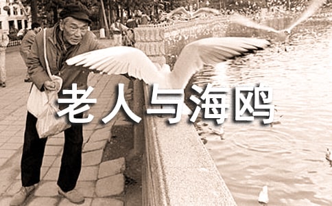 《老人与海鸥》精品说课稿
