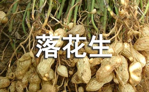 关于落花生说课稿范文集锦八篇