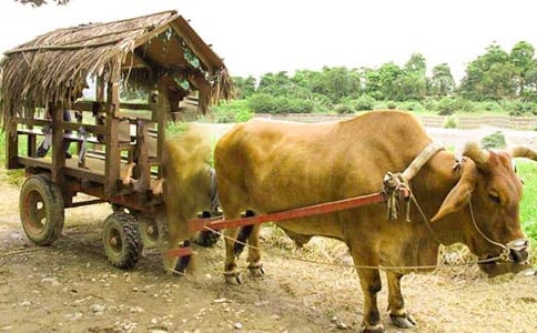 梦见坐牛车