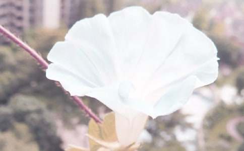 牵牛花观察日记常用(11篇)