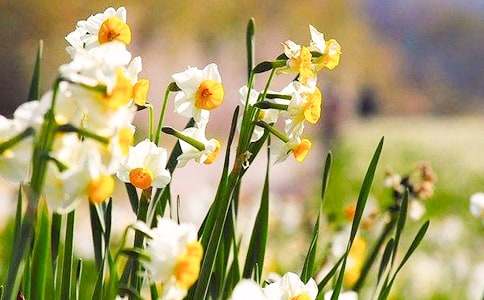 精选水仙花观察日记模板汇总8篇