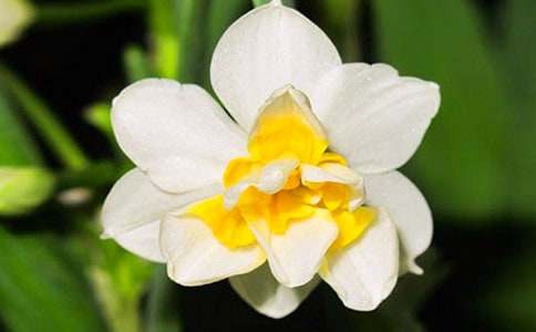 关于水仙花观察日记集合9篇