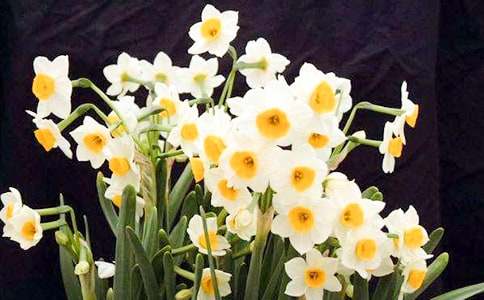 【精华】水仙花观察日记锦集八篇