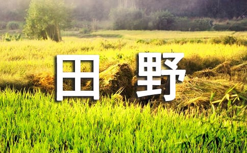 关于田野的好句子