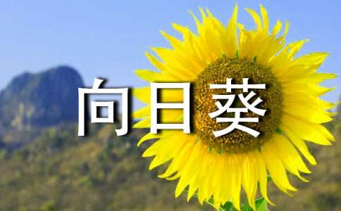 向日葵的作文400字