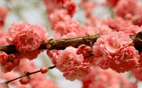 梦见樱花