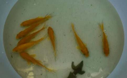 梦见撒鱼苗(精选)