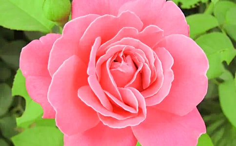 梦见粉色月季花