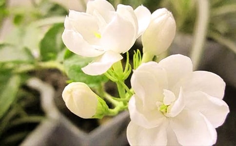 描写茉莉花的好句