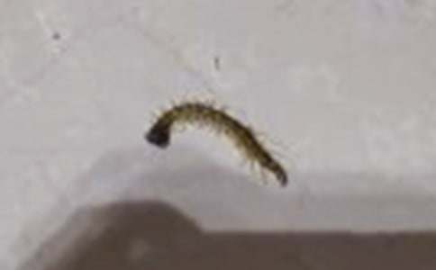 梦见猪屎和蜈蚣