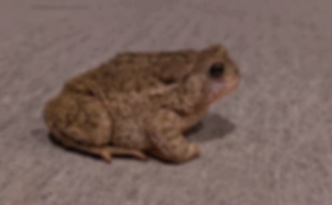 梦见水中有蟾蜍