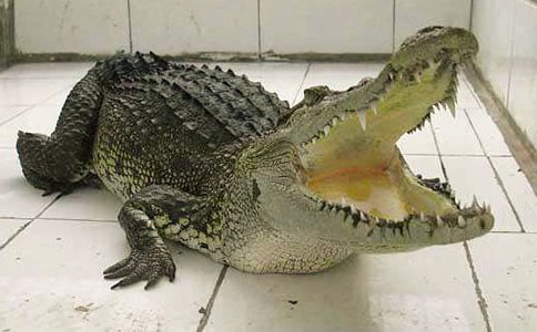 梦见鳄鱼咬自己