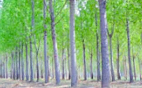 ���������ޡ���˵�θ�