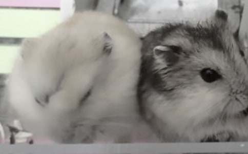 С�����������300��3ƪ