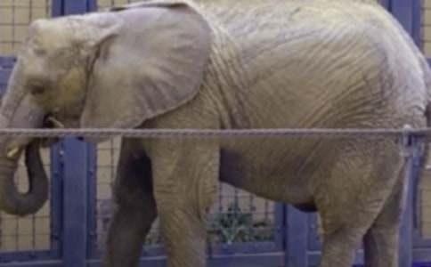 �μ����Ŵ���