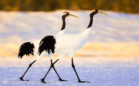 ���������ģ�������