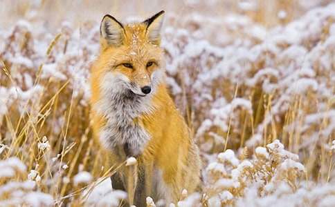 ������һֻ���깷�������