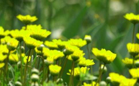 ����������Ļ�������