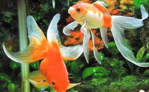 �μ��ܴ�Ľ���