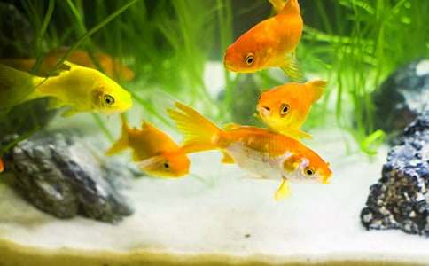 �ɰ���С��������300��