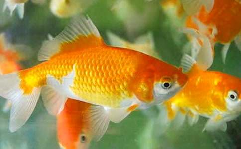 ���ڽ�����ռ�