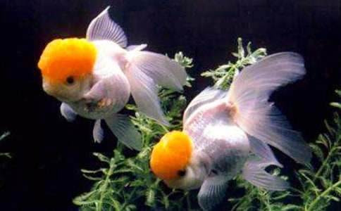 ���ر����ɰ���С��������500��3ƪ