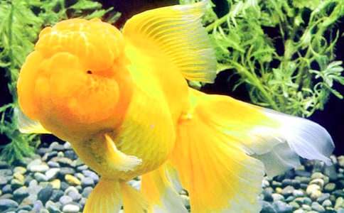 ������С��������