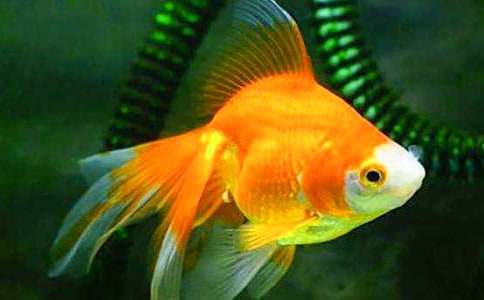 ���ڿɰ���С��������500��8ƪ