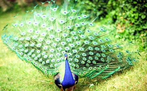 �μ���ֻ��ȸ