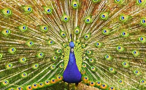 ����Ʒ����ȸ���������300��4ƪ