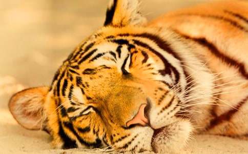 �������ϻ�����600��10ƪ