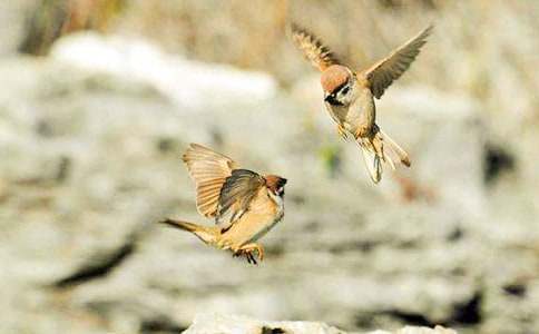 �μ�ץ����ȸ