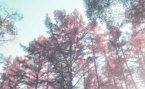 ����ѡ���＾�����ƻ�������ƪ