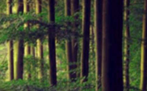 ɭ�ֶ�������400�ֻ�����ƪ