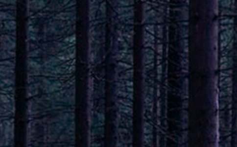 ɭ����Ķ�������400����ƪ