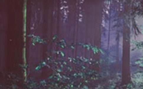 ��ɭ�ֱ��������10ƪ