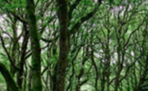 ����ɭ�ֶ�������400�ֺϼ���ƪ