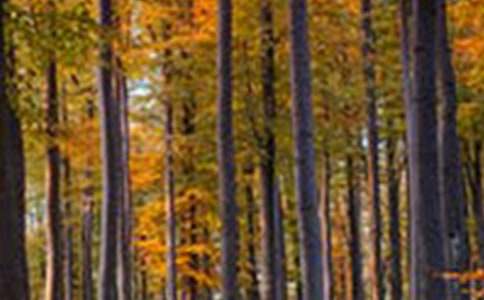 ʵ�õ�ɭ�ֵĶ�������300��3ƪ