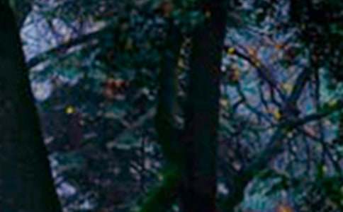 ɭ����Ķ�������400��6ƪ