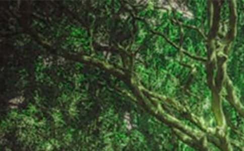 ɭ�ֿ���������(����)