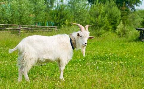 ɽ�򲻳����òݶ����