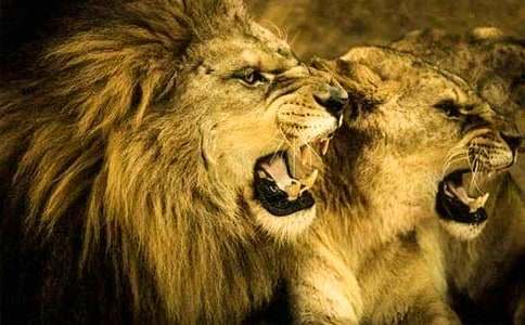 ʨ�ӵ�����