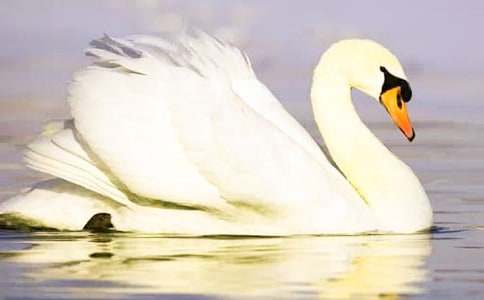 �������ˮ�������