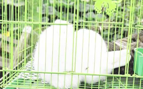 ʨ�Ӻ�����˵�θ�(ʵ��4ƪ)