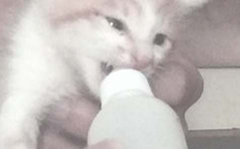 �μ���Ů��ι��